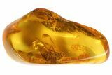 Large Fossil Fly (Diptera) In Baltic Amber #69226-1